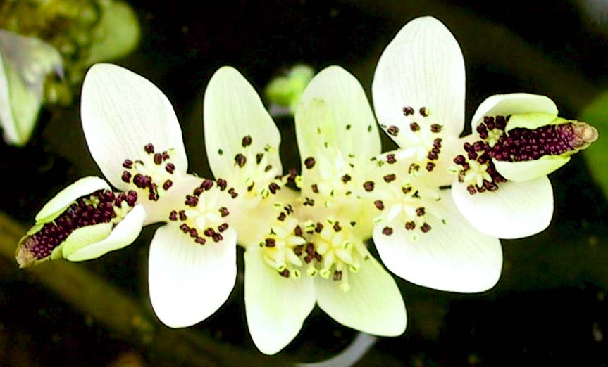 Aponogeton-Bluete Solo.jpg